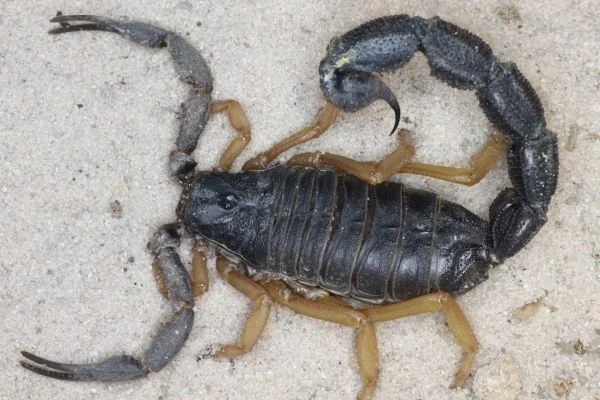 Parabuthus villosus Typical (Black Hairy Thicktail Scorpion